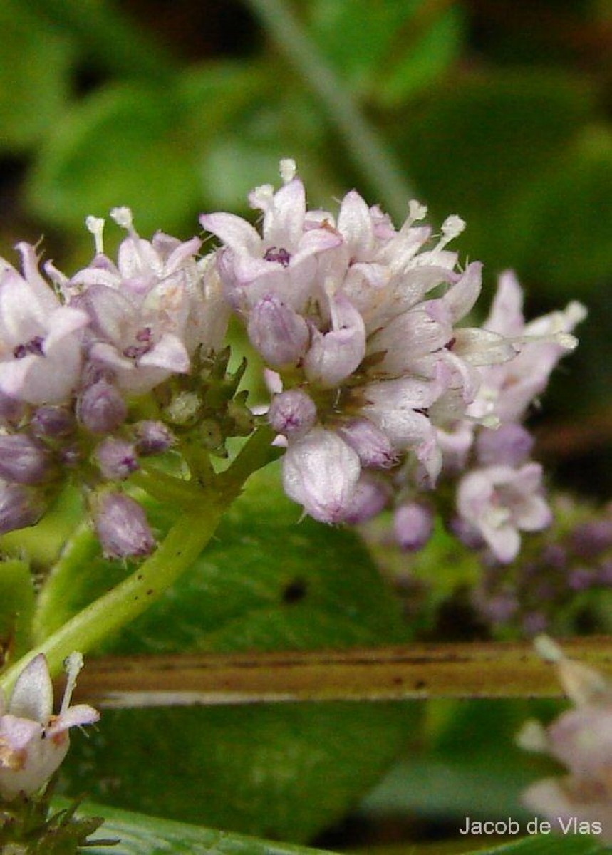 Neanotis nummularia (Arn.) W.H.Lewis